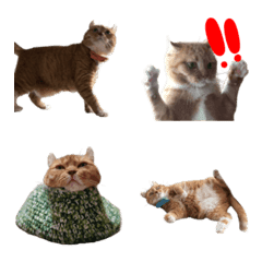 pgadmwtppladmtka
