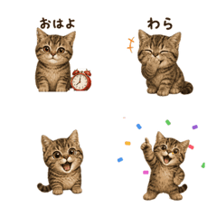Animated Brown Munchkin Cat 17