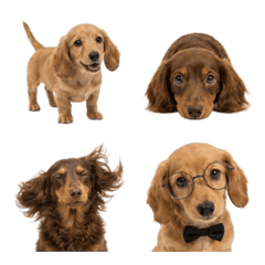 Cute Animal Emoji 08
