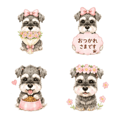 Everyday Life of a Schnauzer Girl 4