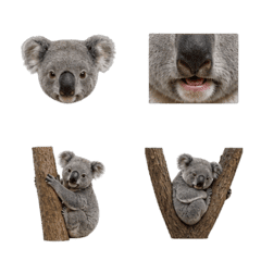 Koala 3D