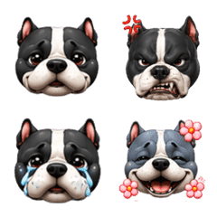 Americanbully face