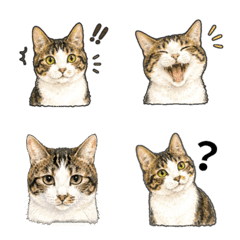 Cream & Ginger Cat