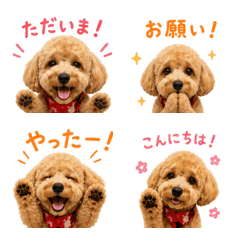 Everyday Toy Poodle Maru Emojis