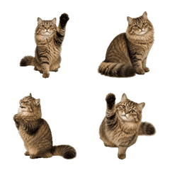 Tiny Siberian Cat Animated Emoji