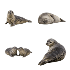 Photoreal Seals of the World