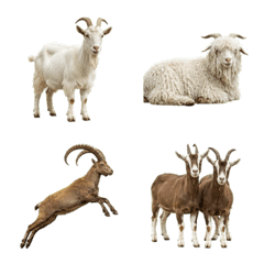 Photoreal Goats of the World