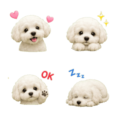 Cute White Baby Maltipoo Emoji
