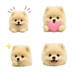 Cute Baby Pomeranian (Pom) Emoji
