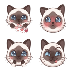.Little Siamese cat.