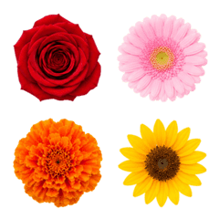 "Flower"/blooming warm color