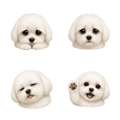 まんまるマルチーズの顔 B
