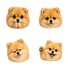 まんまるポメラニアンの顔 B