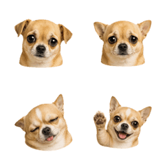 まんまるチワワの顔 B