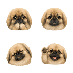 まんまるペキニーズの顔 B