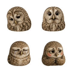 静かなフクロウの顔 B