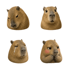 静かなカピバラの顔 B