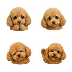 まんまるトイプードルの顔 B