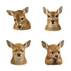 静かなシカの顔 B
