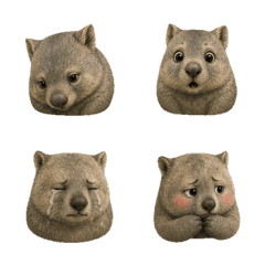 静かなウォンバットの顔 B