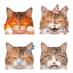 表情豊かな三毛猫「めい」