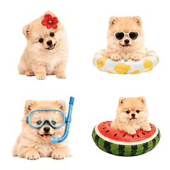 Summer Pomeranian