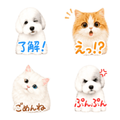 【リアルが可愛い】わんことねこちゃん。2