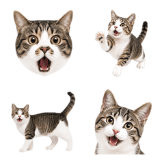 Brown Tabby and white Cats -Photo Emoji