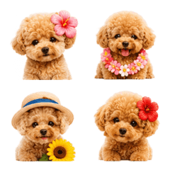 Summer Poodle