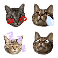 pgadupgadmtpjdmwv