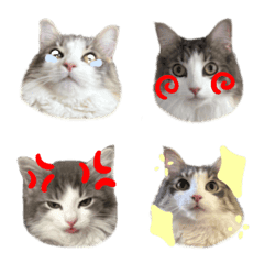 pgadmwtpjadxtjadm