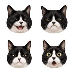 Toto Tuxedo Cat LINE Emoji Many Moods