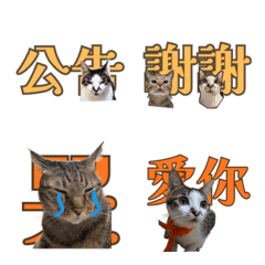 假裝有養貓：日常生活實用表情貼
