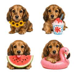Summer Dachshund