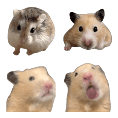 hamster hamster hamster. hamster hamster