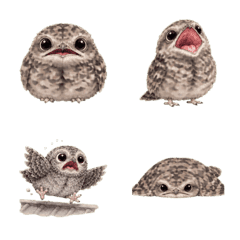 Round Nightingale Expressions Vol.1