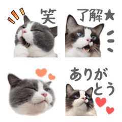 毎日使える☆表情豊かな猫の写真絵文字