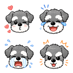 Schnauzer's Big Head Expressions