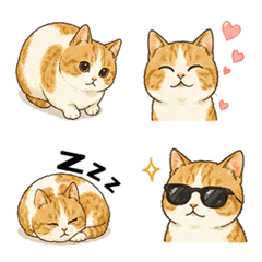 orange and white cat