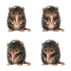 Cuban solenodon Glass 1