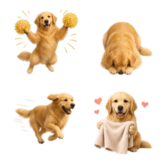 น่ารัก! โกลเด้นรีทรีฟเวอร์