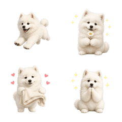 น่ารัก! ลูกสุนัขซามอยด์
