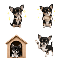 น่ารัก! ชิวาวาสีดำ