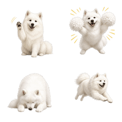 น่ารัก! ซามอยด์