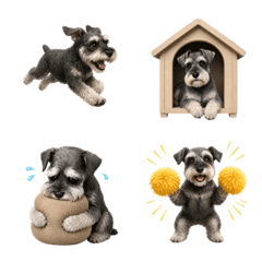 น่ารัก! ชเนาเซอร์