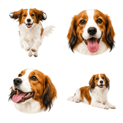 Happy Kooikerhondje