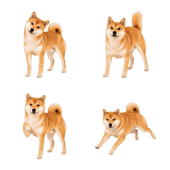 Animated Real Shiba Inu Emoji
