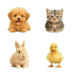 Fluffy Real Animal Daily Emojis