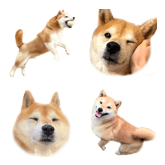 柴犬铃（真人）表情符号