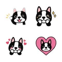 Boston Terrier Daily